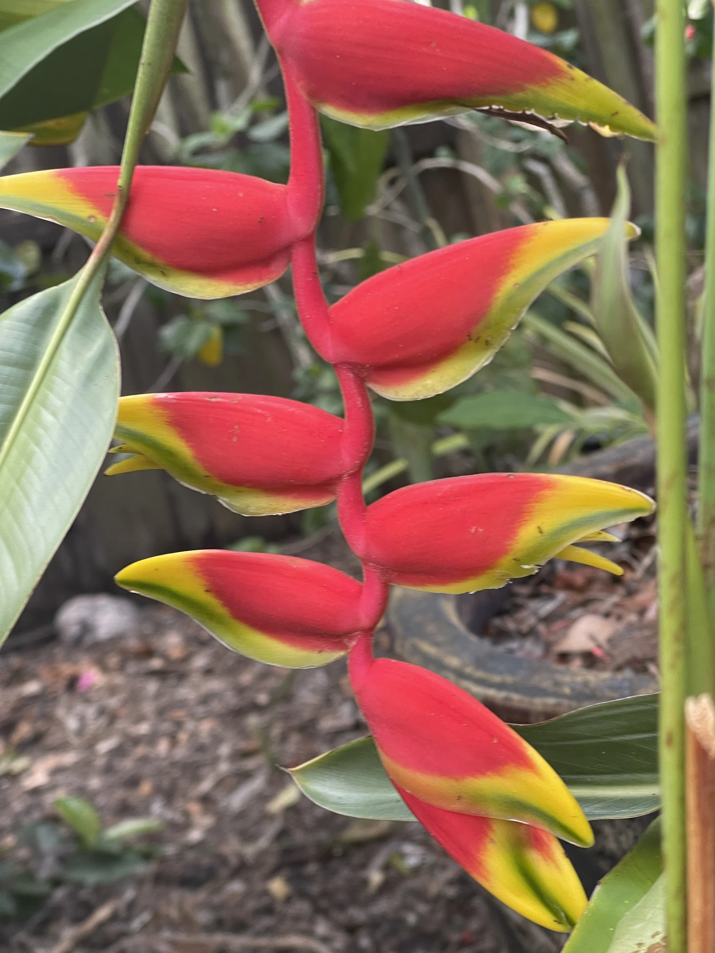 Flowers, Faces, and Fungi